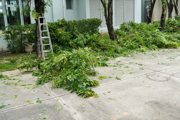 How Our Tree Care Process Works  in  Ely, MN